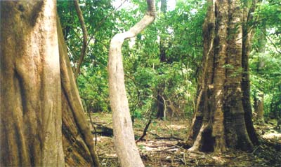 Lapacho-„Teebäume" im Amazonas-Regenwald